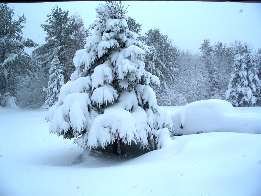 Your winter predictions in your area? - Homesteading Questions