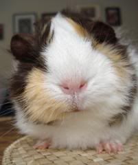Rosie10.jpg