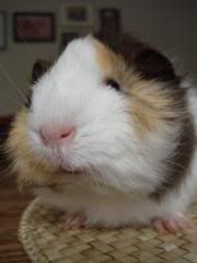 Rosie6.jpg