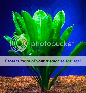 ECHINODORUS PARVIFLORUS TROPICA (small sword) live  