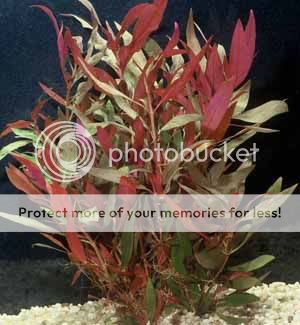 Alternanthera Reineckii V Roseafolia Live 5 Stems