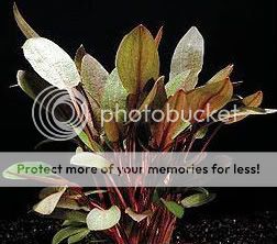 CRYPTOCORYNE WENDTII RED, EASY LIVE AQUATIC PLANT  