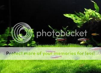 Riccia Fluitans (moss, live aquarium plant) 2x3  