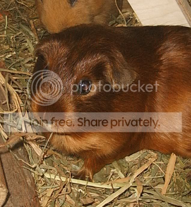 chillpig.jpg