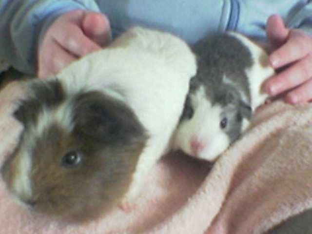 2pigs.jpg