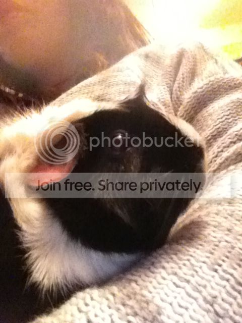 IMG_0762_zps0b697af1.jpg