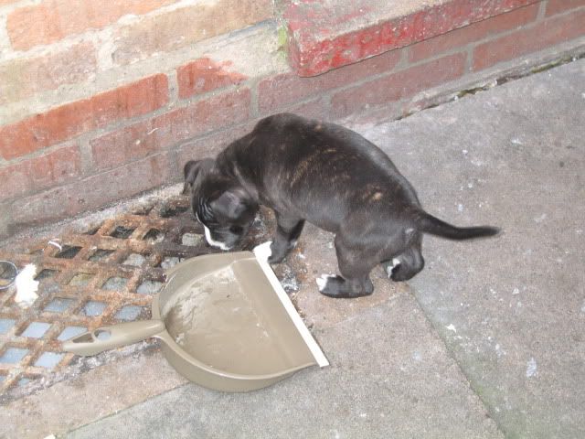 bruce18.jpg